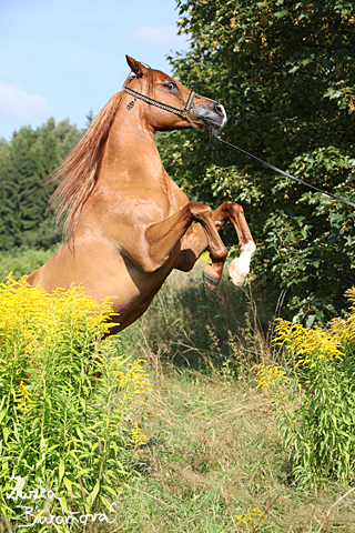 arabsky hrebec